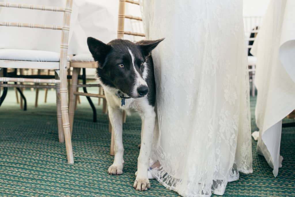 Farndon, Chester, Wedding Photography, Intimate Marquee