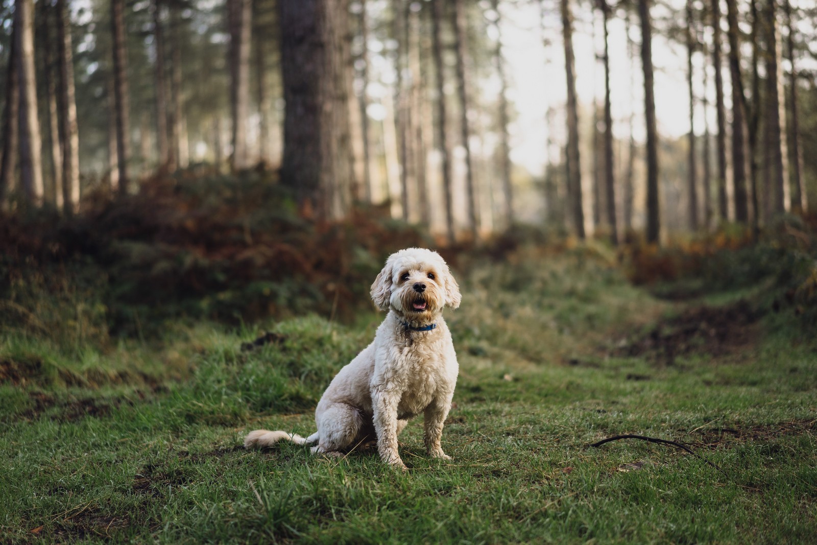 cheshire delamere engagement photographer