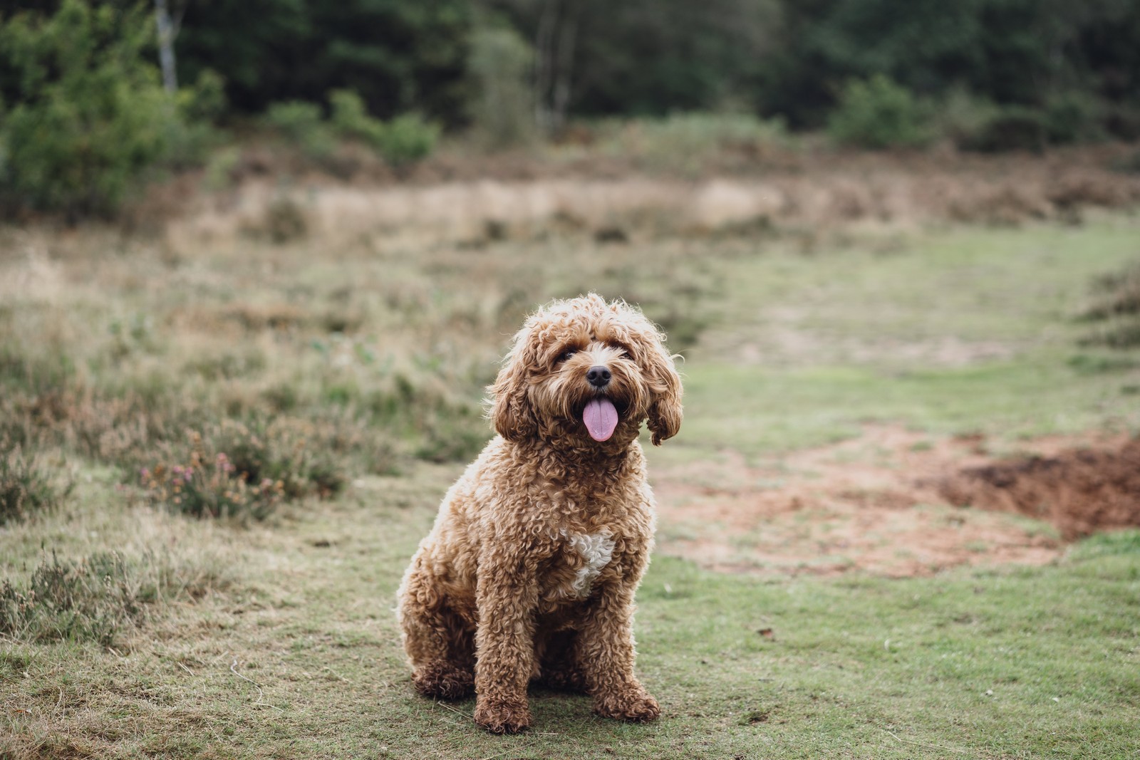 Baby photoshoot in the woods // Zach