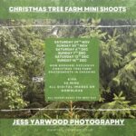 CHRISTMAS TREE FARM MINI SHOOTS