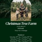 CHRISTMAS TREE FARM MINI SHOOTS CHRISTMAS TREE FARM MINI SHOOTS