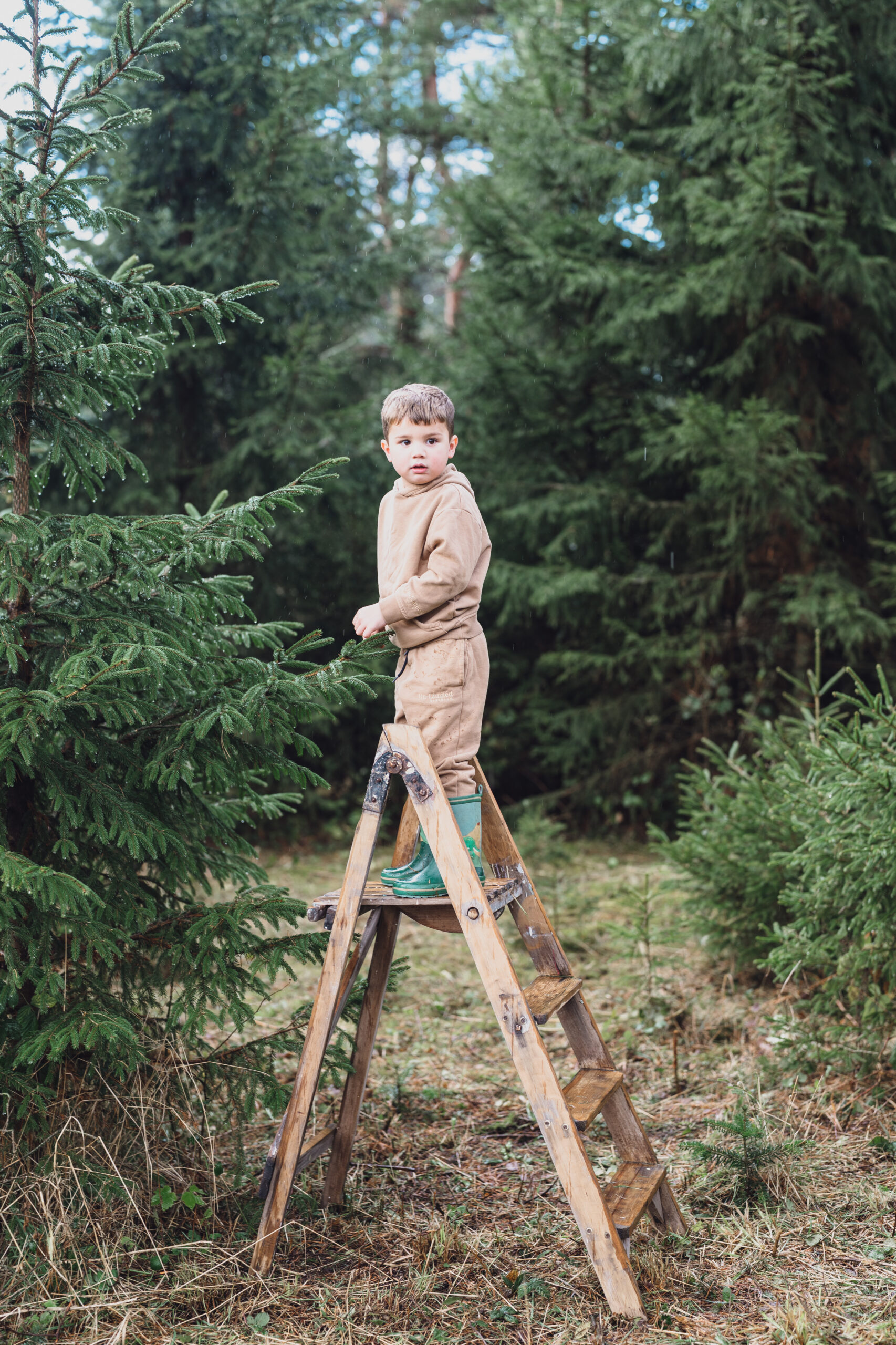 Christmas Tree Farm Mini shoots in Cheshire
