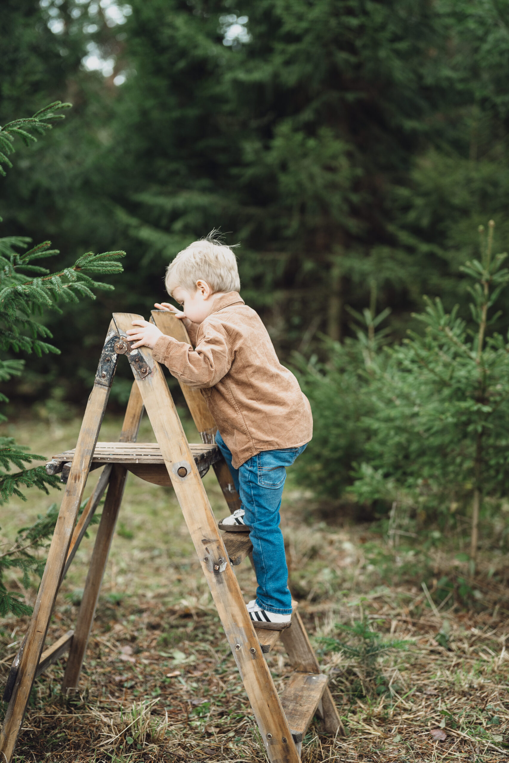 Christmas Tree Farm Mini shoots in Cheshire