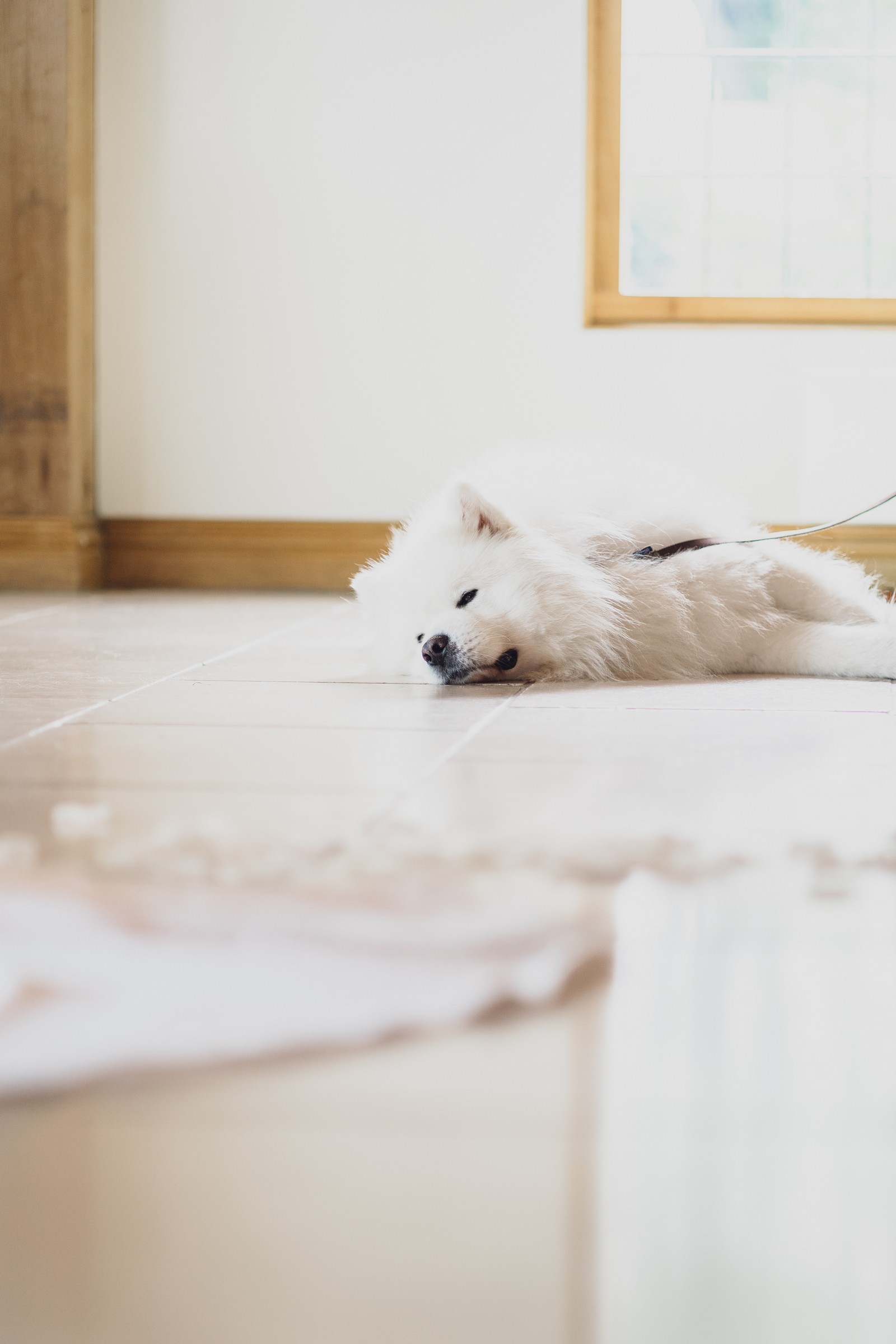 Steph & Josh's Colshaw Hall Wedding